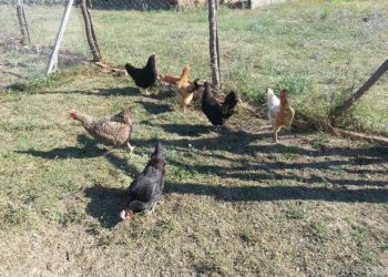 Italia/Shqiptari e pëson me 800 Euro gjobë se duhet të ushqente pulat