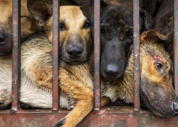 Mendojnë se lufton koronavirusin, këto shtete rritin çmimin e mishit të qenve dhe maceve