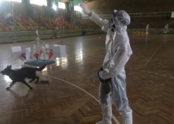 Dallojnë aromat 20 mijë herë më shumë se sa njerëzit, qentë trajnohen për të gjurmuar COVID-19