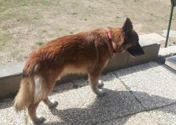 “Hachiko” i kohës së koronavirusit/ I zoti ndërroi jetë, qeni besnik udhëton disa milje dhe e pret poshtë spitalit