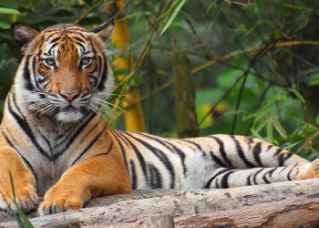 U tha se Covid-19 nuk prek kafshët, por këtë tigër e infektoi roja i kopshtit zoologjik