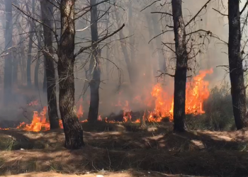 Përfshihet nga zjarri pylli i Sodës në Vlorë, era po favorizon flakë