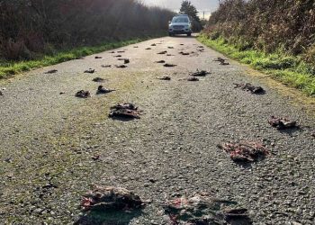 Mijëra zogj të ngordhur apo të sëmurë, Gjermania nis hetimet mbi infeksionin misterioz