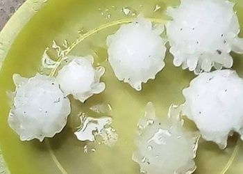 FOTO-VIDEO/ Bie breshër në formë koronavirusi. Në Meksikë besohet si shenjë nga Zoti