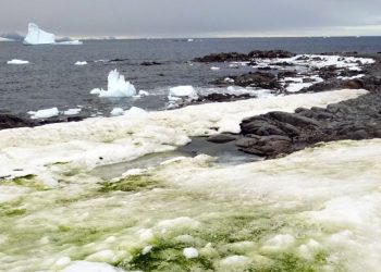 FOTOT/Antarktida tashmë… “e gjelbër”, shkencëtarët para dilemës