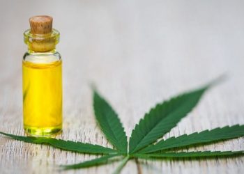 “Ministria e Brendshme s’është përfshirë në çështjen e legalizimit të kanabisit”/ Lleshaj: Policia e Shtetit do ta kontrollojë pasi…