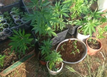 I vihen prangat të riut në Fushë Krujë/ Kishte mbjellë kanabis në oborrin e shtëpisë