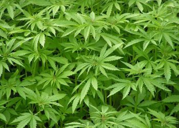 Kultivonin fara kanabisi në serë, katër të arrestuar, 2 në kërkim në Tiranë