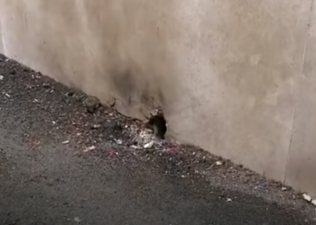(Video) Ja si ndodhi dhe ku u vendos tritoli te hoteli i Ervin Matës, policia jep detaje