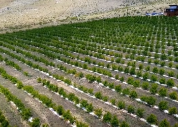 Ferma në Konispol që prodhon 320 ton shegë, shembull i mbështetjes dhe zhvillimit të bujqësisë