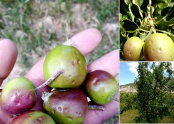 Braimllari: Breshëri ka shkatërruar prodhimet në Korçë, ministria e Bujqësisë të marrë masa urgjente