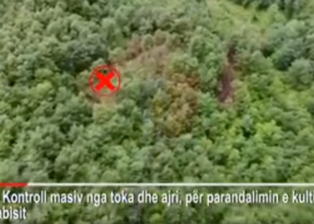 Kontrolle me dronë për kanabisin në Krujë/ Procedohen penalisht 6 kryepleq, fshatrat e tyre ishin mbushur me drogë
