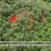 Kontrolle me dronë për kanabisin në Krujë/ Procedohen penalisht 6 kryepleq, fshatrat e tyre ishin mbushur me drogë