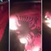 Dyshohet se u largua ilegalisht në Greqi/ Policia shpall në kërkim minoritarin që dogji flamurin shqiptar në Sarandë