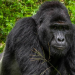 Vranë gorillën e rrallë, katër persona rrezikojnë burg përjetë