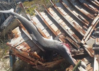 Rreth 3 metra i gjatë, kapet në Vlorë peshkaqeni-dhelpër (VIDEO)