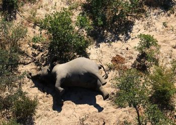 FOTO/ Qindra elefantë po ngordhin në mënyrë të mistershme, alarmohen shkencëtarët: Dyshojmë se janë prekur nga një virus i ri