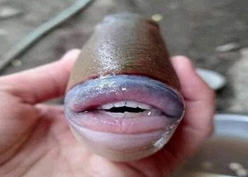 Kapet peshku i rrallë, ka buzë dhe dhëmbë si të njeriut (FOTO)