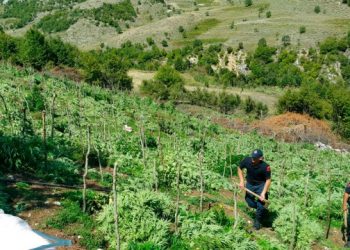 Berat/Drogë në një zonë të pyllëzuar, pranga 45-vjeçarit, në kërkim kryeplaku