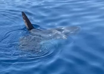 Filmimi i Alketa Vejsiut në Himarë: Peshkaqen apo balenë? (VIDEO)