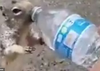 Videoja e ketrit që u bë virale/ I ‘kërkon’ ujë një djaloshi i cili mbante një shishe në dorë