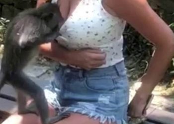 VIDEO / Majmuni i hipën turistes mbi prehër, përpiqet t’i zbërthejë pantallonat dhe…