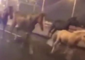 VIDEO / Ndodh në Kavajë! Kuajt ia marrin vrapit në mes të autostradës