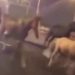VIDEO / Ndodh në Kavajë! Kuajt ia marrin vrapit në mes të autostradës