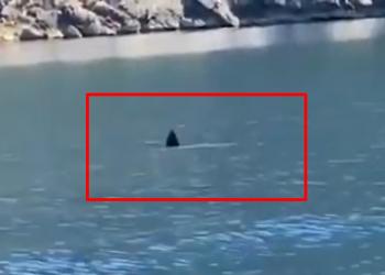 Video/ Shokohen turistët në Vlorë, peshkaqeni iu “pret” rrugën për në Karaburun