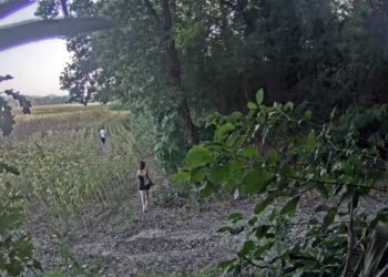 Shkonin në fushën me luledielli dhe…/ Policia italiane kap në flagrancë çiftin shqiptar