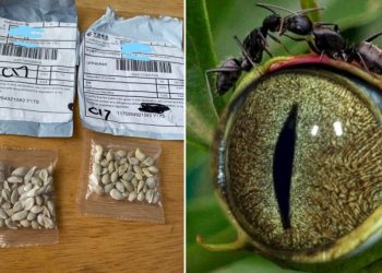Kina dërgon me postë fara misterioze, në SHBA frikësohen nga ajo që mund të mbijë nga toka