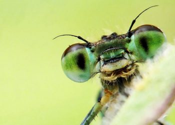 Foto/ Shfaqet insekti i rrallë në Greqi, kafshimi i tij është helmues