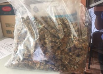 Kanabis/ Pranga pronarit me qira të një klubi, arrestohet 24-vjeçari