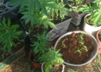 Arrestohet 57-vjeçari, në vazot e luleve në oborrin e shtëpisë kishte mbjellë kanabis