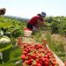 Shtyhet me 90 ditë leja e qëndrimit/ Greqia jep lajmin e mirë për punëtorët sezonalë