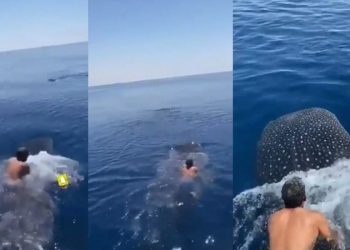 Video virale/ I riu hidhet nga jahti mbi peshkaqenin në det dhe nis “lundrimin”