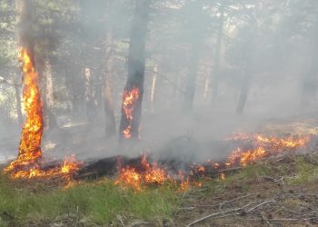 Zjarr i madh në Gramsh/ Digjen disa hektarë pyje, terreni malor krijon vështirësi për zjarrfikësit