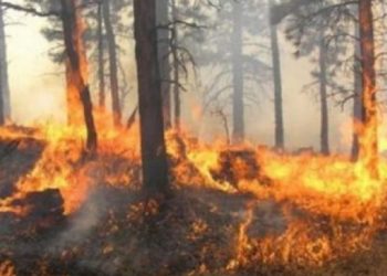 Pylli i Semanit përfshihet nga flakët, të gjitha forcat zjarrfikëse të Fierit vendosen në dispozicion