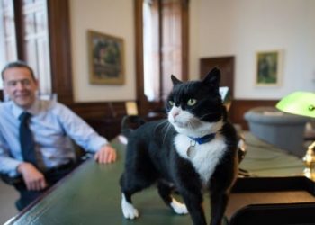 Kuriozitet/Vjen koha e ‘pensionit’ për maçokun ”diplomat” të Foreign Office!