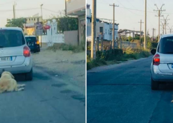 Ngjarja tronditëse në Durrës/ Vrau qenin duke e tërhequr zvarrë me makinë, Policia identifikon pronarin e automjetit