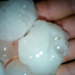FOTO/ Çmendet moti në Konispol. Breshëri sa një top ping-pongu, dëmtohen shumë pemë frutore