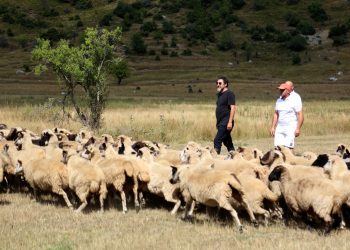 Subvencionet për blegtorinë/ Çuçi: Përfituan rreth 5 mijë fermerë! Skema mbështetëse për tufën bazë do të shtrihet në 3 vite