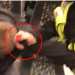 VIDEO+FOTO/ Refuzoi të vinte maskën në tren, policia zhvesh dhe merr zvarrë të riun
