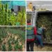 Trafikantët shqiptarë mbushin malet e Spanjës me drogë si Lazarati/ Efektivi: Investojnë shumë, por paratë që fitojnë janë…