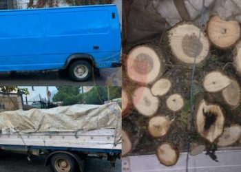Prenë dru në mënyrë të paligjshme dhe mbushën kamionçinën, procedohen dy persona
