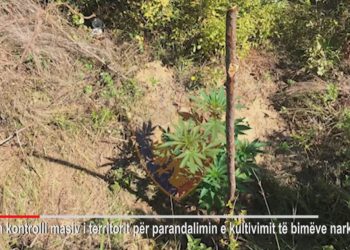 Fier/ Po mbillnin kanabis në tokën e tyre, arrestohen në flagrancë 2 persona