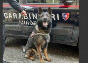 FOTO/ Ndalohet shqiptari dhe kolegët me “Volkswagen”, kontrolli u gjen heroinën