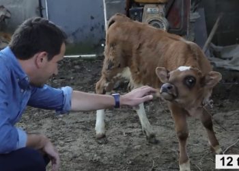 VIDEO/ Familja nga Baldushku u detyrua të shiste lopën pas tërmetit, Veliaj mban premtimin dhe u çon një tjetër