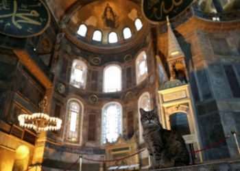 Ngordh macja legjendare e xhamisë së Shën Sofisë