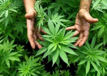 Presidencialet/ E veçantë, në një shtet të SHBA-ve votohet edhe për legalizimin e marijuanës